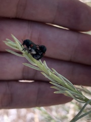Saxinis saucia