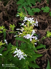 Saponaria officinalis