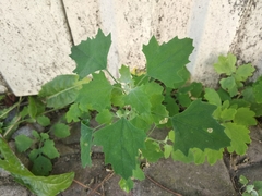 Chenopodium opulifolium