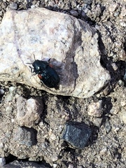 Saxinis saucia