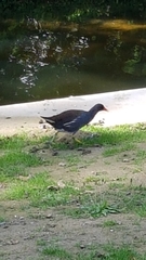 Gallinula chloropus