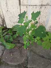 Chenopodium opulifolium