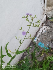 Lactuca tatarica