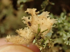Pseudocyphellaria multifida