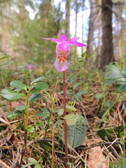 Calypso bulbosa bulbosa