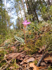 Calypso bulbosa bulbosa