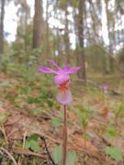 Calypso bulbosa bulbosa