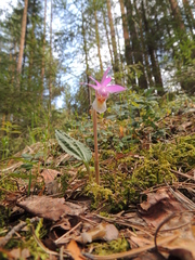 Calypso bulbosa bulbosa