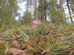 Calypso bulbosa bulbosa