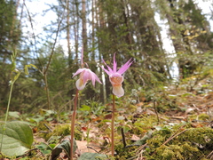 Calypso bulbosa bulbosa