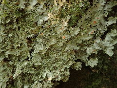 Pseudocyphellaria multifida