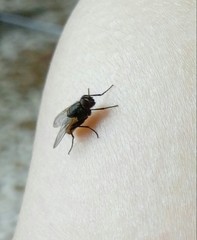 Musca domestica