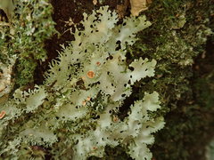 Pseudocyphellaria multifida