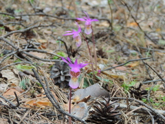 Calypso bulbosa bulbosa