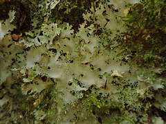 Pseudocyphellaria multifida