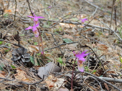 Calypso bulbosa bulbosa