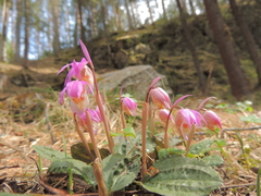 Calypso bulbosa bulbosa