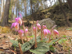 Calypso bulbosa bulbosa