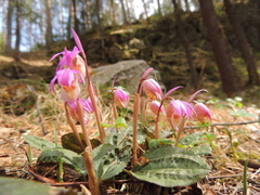 Calypso bulbosa bulbosa