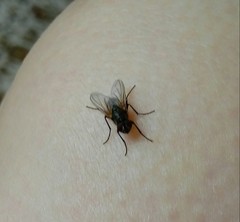 Musca domestica