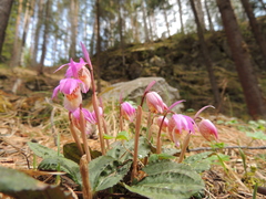 Calypso bulbosa bulbosa