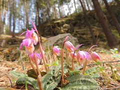 Calypso bulbosa bulbosa