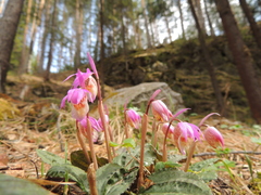 Calypso bulbosa bulbosa