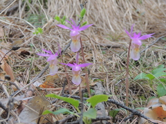 Calypso bulbosa bulbosa