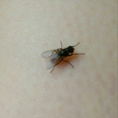 Musca domestica