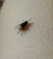 Musca domestica