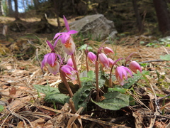 Calypso bulbosa bulbosa