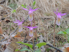 Calypso bulbosa bulbosa