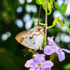 Hypolycaena othona