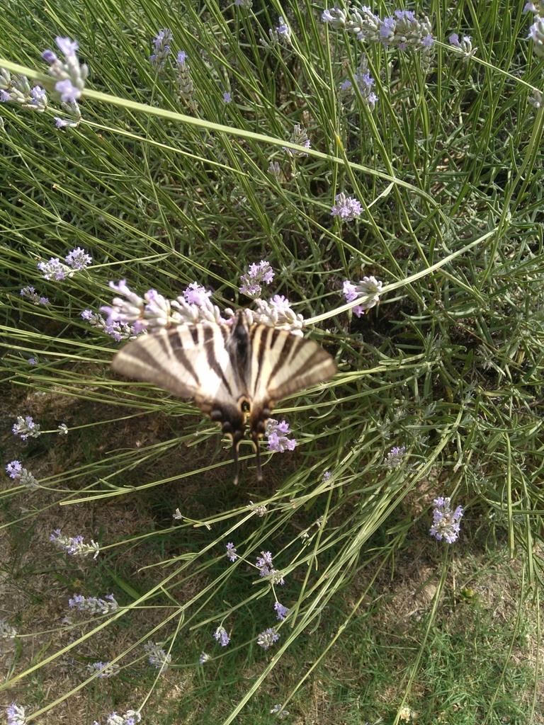 Iberian Scarce Swallowtail