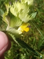 Rhinanthus alectorolophus