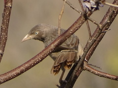 Jungle Babbler photo 6
