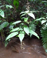 Dinophora spenneroides