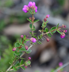 Hypocalymma speciosum
