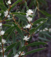 Hakea ambigua