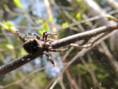 Araneus angulatus