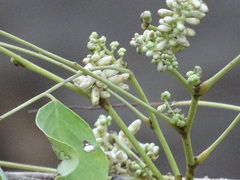 Dalbergia latifolia