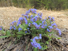 Pulmonaria mollis