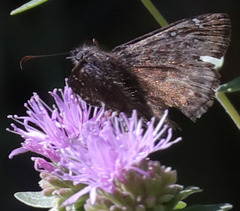 Erynnis persius