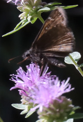 Erynnis persius