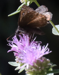 Erynnis persius