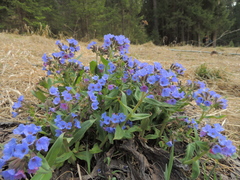 Pulmonaria mollis
