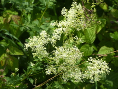 Thalictrum flavum