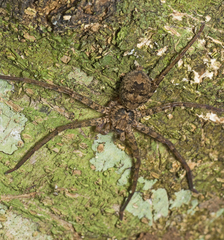 Heteropoda procera