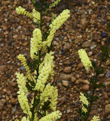 Acacia drummondii