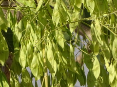 Ailanthus excelsa
